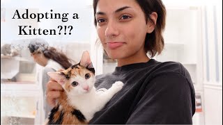 surprising my boyfriend with a kitten  Noor Dabash [upl. by Nileak]