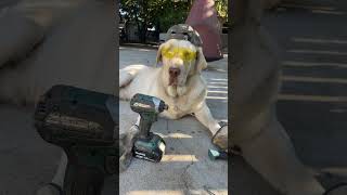 Roger the contractor Call for any of your contracting services 1800handsome gentlemen labrador [upl. by Portugal]