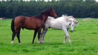 Horses in the field Stabilized [upl. by Ellehcan]