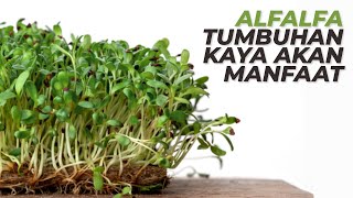 Mengenal Tanaman Budidaya Alfalfa yang Mulai Jadi Trend Petani di Kota Besar Edible Medicinal Plant [upl. by Niwrek]