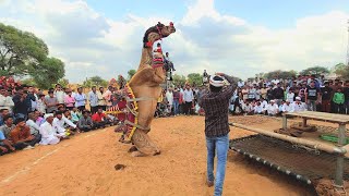 ऊँट का ऐसा डांस राजस्थान मे पहली बारखरगोश डांसcamel danceRajasthan dj songviral camel dance [upl. by Neersin]