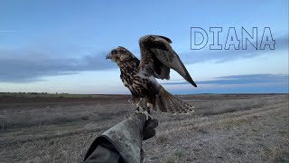 FAlCONRY  quotSaker falcon hunting tripquot [upl. by Cressida]