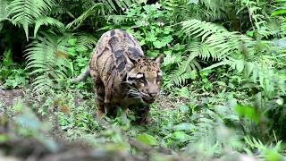 台灣雲豹 Formosan clouded Leopard [upl. by Weinberg615]