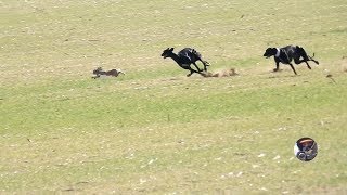 Galgos y liebres temporada 2017  Greyhounds vs Hares [upl. by Jamill]