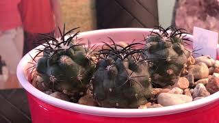 Copiapoa griseoviolacea seedlings [upl. by Thoer388]