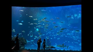 Poema del mar Aquariam at Las Palmas Gran Canaria with Sharks Rays Piranhas [upl. by Flint265]