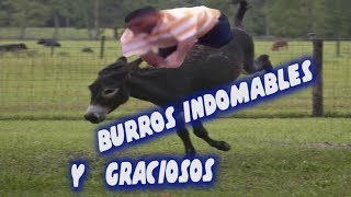 caidas graciosas al montar un burro  VIDEOS DE RISA  VIDEOS GRACIOSOS [upl. by Northey]