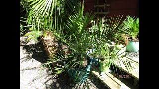 Canary Island Date Palm from seed [upl. by Enrika]