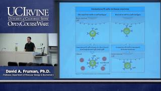 Biological Sciences M121 Immunology with Hematology Lecture 10 B Cell Development [upl. by Jard743]