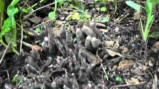 Dead Mans Fingers  Xylaria polymorpha [upl. by Gagliano744]