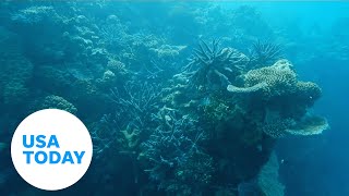 Australia pushes back against UNESCO over status of Great Barrier Reef  USA TODAY [upl. by Trakas34]