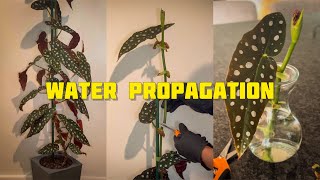 Houseplant Propagation  Begonia Maculata [upl. by Ostler]