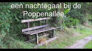 een nachtegaal bij de poppenallee [upl. by Grodin]