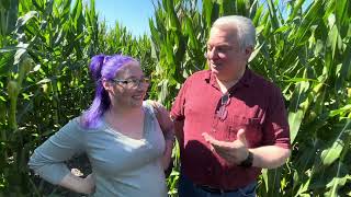 Petaluma Pumpkin Patch and Amazing Corn Maze opens [upl. by Jacqueline]