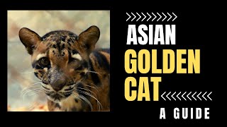 Asian golden cat facts [upl. by Atnes]