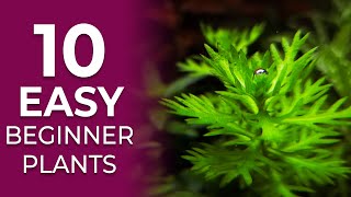 10 EASY Aquarium Plants for Beginners NO CO2 Required [upl. by Anerom]