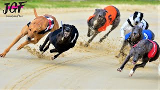 Greyhound racing  These dogs run 75 kmH💥 [upl. by Amity676]