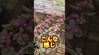 多肉植物ポーチュラカリア“ 桃子の舞”がやって来ました‼️とっても可愛いいピンクの縁どり❤ ポーチュラカリア 鉢植え 多肉植物 観葉植物 植物 pink 斑入り plant 福岡 [upl. by Aytnahs]