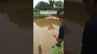 Rezeki sungguh saya hari ni sahabat alhamdulilla gengdunia fishing [upl. by Limhaj]