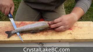 How to Fillet Rainbow Trout easy and in 30 seconds or less [upl. by Nachison]