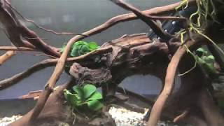 Killifish rescape and shrimp tank set up [upl. by Fiorenze337]