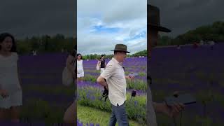 Cotswold Lavender field England [upl. by Einafets289]