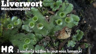 LIVERWORT  marchantiophyta  building a terrarium Add some liverwort and watch it grow [upl. by Ransome568]