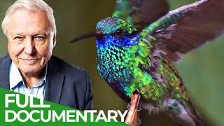 David Attenborough Presents Hummingbirds  Jewelled Messengers  Free Documentary Nature [upl. by Nej]