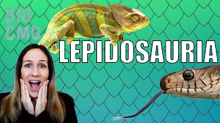 Lepidosauria  Classificação e Biologia dos tuatara lagartos e cobras [upl. by Reinnej]