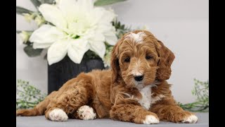 Mini Goldendoodle Puppies for Sale [upl. by Svend]