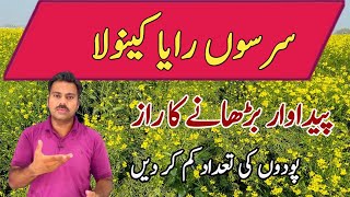 Role of plants population or plants spacing in mustard crop  Abid Ali Agrarian [upl. by Namijneb]