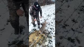 Poor deer 😭 🙏 deer viral help [upl. by Azrim]