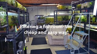 How I filter my fishroom the cheap and easy way [upl. by Cianca680]