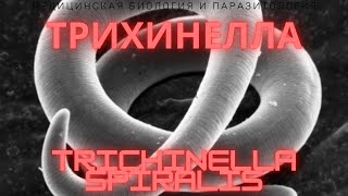 Трихинелла  Trichinella spiralis  Трихинеллез Жизненный Цикл Симптомы Диагностика Профилактика [upl. by Eelydnarb]