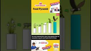 Food Pyramid  Learn Biology with Home Revise [upl. by Eustashe]