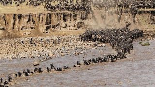 Wildebeest Crossing Mara River Masai Mara MigrationWildebeest Migration Masai Mara River Kenya [upl. by Desdee]