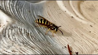 Wasps Drink From Birdbath [upl. by Rao]