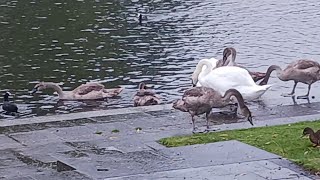 Cygnets becoming territorial 🦢 [upl. by Parnas]