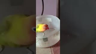 My Sweet lovebirds enjoying in my home  Birds Fusion Birds [upl. by Couhp299]