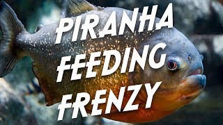 Redbellied Piranha Feeding Video [upl. by Nennahs]