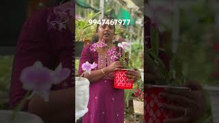 250 രൂപക്ക് Miniature Orchid  Anju‘sgarden  RPerunad  Pathanamthitta [upl. by Virge]