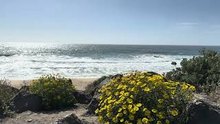 Montara State Beach Halfmoon Bay California oceansounds halfmoonbay asmr naturelovers [upl. by Nyletak]