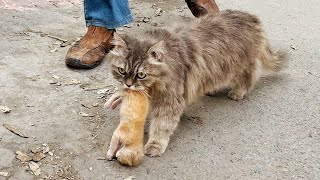 A mother cat brough her kitten to a man [upl. by Argela]