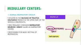 🧠🎛️ Understanding the Regulation and Control of Respiration  Respiratory Physiology Explained [upl. by Htrag]