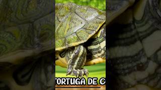 Las tortugas más peligrosas del mundo Hicotea ￼ [upl. by Drandell293]