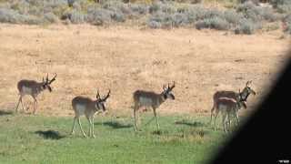 Hunting Pronghorns with Bow [upl. by Nell932]