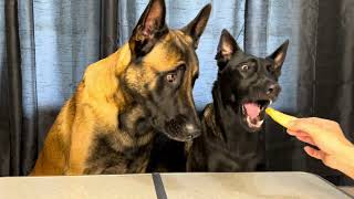 Dogs Try Random Foods 1 dog doglife doglife [upl. by Luemas]