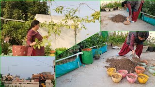 quick fix winter flowering plants shopping  soil mix  repoting update ke sath winter garden 2024 [upl. by Gristede]