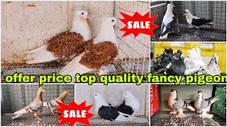 frillback top quality 😍 fancy pigeon European 🐣 Siraji Mukhi fantail section pigeon kabutar [upl. by Rednasyl]