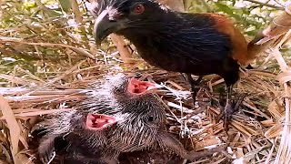 Greater coucal mother Birds feed the baby amp look around the baby nestbaby a [upl. by Apul946]